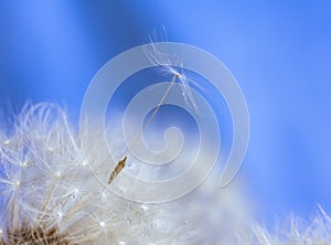 Wet dandelion after rain