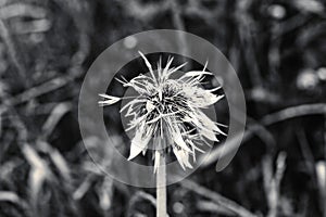 Wet dandelion after rain at cloudy day