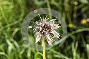 Wet dandelion after rain like toy