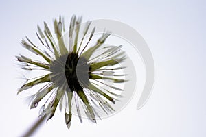 Wet dandelion after rain