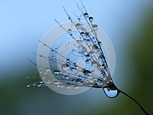 Wet dandelion seed