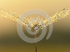 Wet dandelion seed