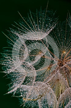 Wet dandilion seeds