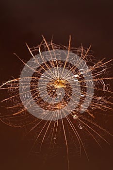 Wet dandilion with water drops