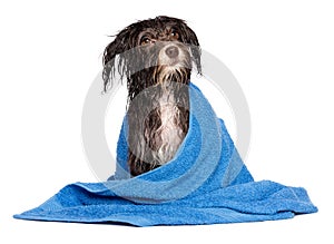 Wet dark chocolate havanese puppy dog after bath