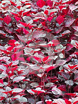 Wet dark red leaves