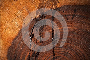 Wet dark redwood texture background