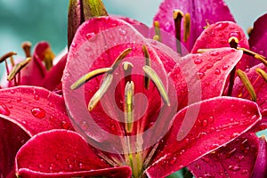 Wet Daylily