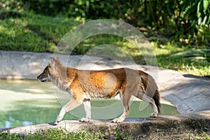 Wet Dhole prancing by a water hole