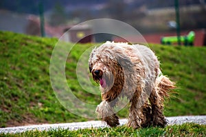 Wet, disheveled and muddy briard running on path