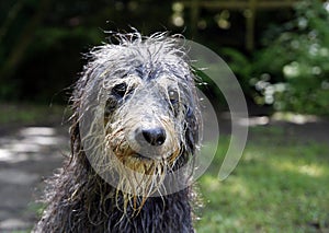 Wet dog