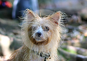 Wet dog