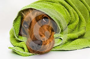 Wet dog after the bath with a green towel