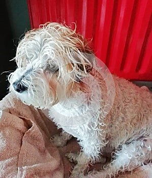 Wet dog after bath time