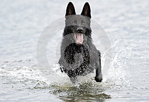 Wet dog bathes in a spray of water on the beach