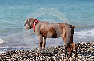 Wet dog at the beach