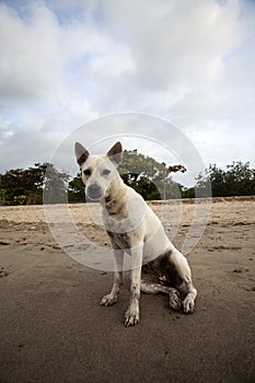 Wet Dog on Beach