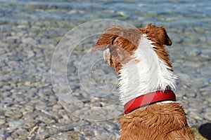 Wet dog on the beach