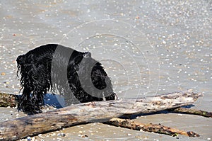 Wet dog on the beach