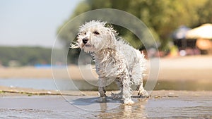 Wet dog on the beach shaking off