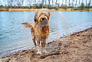 Wet dog briard standing on beach