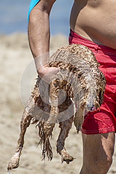 Wet dog is carried by the owner on the beach