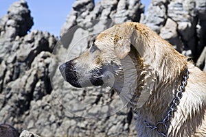 A wet dog after frolicking in the sea