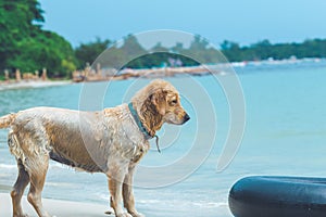 Wet dog golden standing at the beach with black rubber ring.
