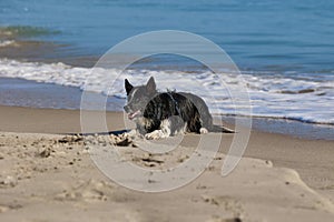 Wet dog lies on the sandy beach