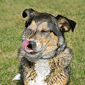 Wet Dog Outside, Licking his Lips