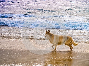 Wet dog playing on beach in sea water