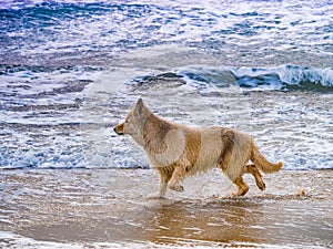 Wet dog playing on beach in sea water