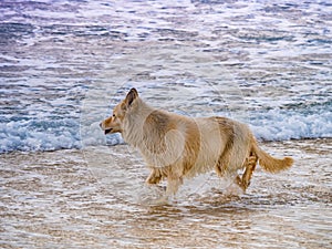 Wet dog playing on beach in sea water