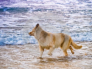 Wet dog playing on beach in sea water