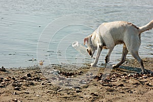 Wet dog playing with a bottle on the sandy shore on a sunny day