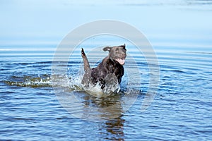 Wet dog playing in the sea, river in summer, brown retriever resting on the beach. Labrador swimming in water. Travel
