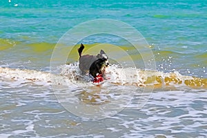 wet dog playing in the sea in summer, resting on the beach,travel,pets in nature