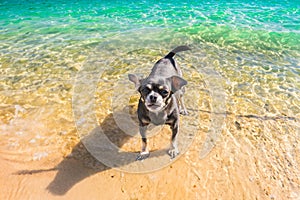 wet dog playing in the sea in summer, resting on the beach,travel,pets in nature