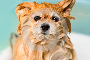 Wet Dog, Pomeranian, Taking Bath in Bathtub