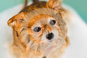 Wet Dog, Pomeranian, Taking Bath in Bathtub