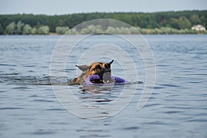 Wet dog portrait close up. German Shepherd swimming in river with puller in teeth. Playing with dog in water, command bring toy.