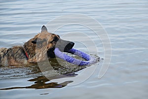 Wet dog portrait close up. German Shepherd swimming in river with puller in teeth. Playing with dog in water, command bring toy.