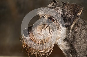Wet dog profile