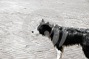 Wet Dog in Puerto Piramides beach, sun, waves and sand, beautiful day.