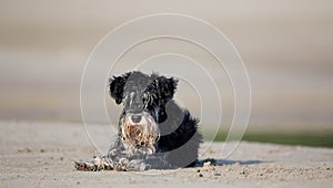 Wet dog resting on beach