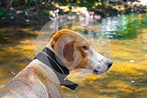 Wet dog at the river looking curiously