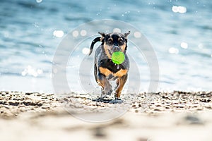 Wet dog running with ball