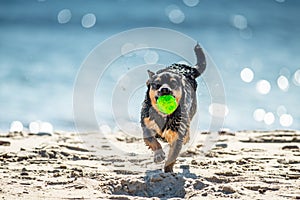 Wet dog running with ball