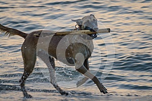 Wet dog running at sea on beach with stick in its mouth during evening