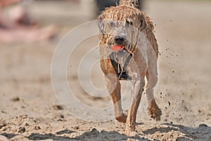 Wet dog runs over the beach on a sunny summer day